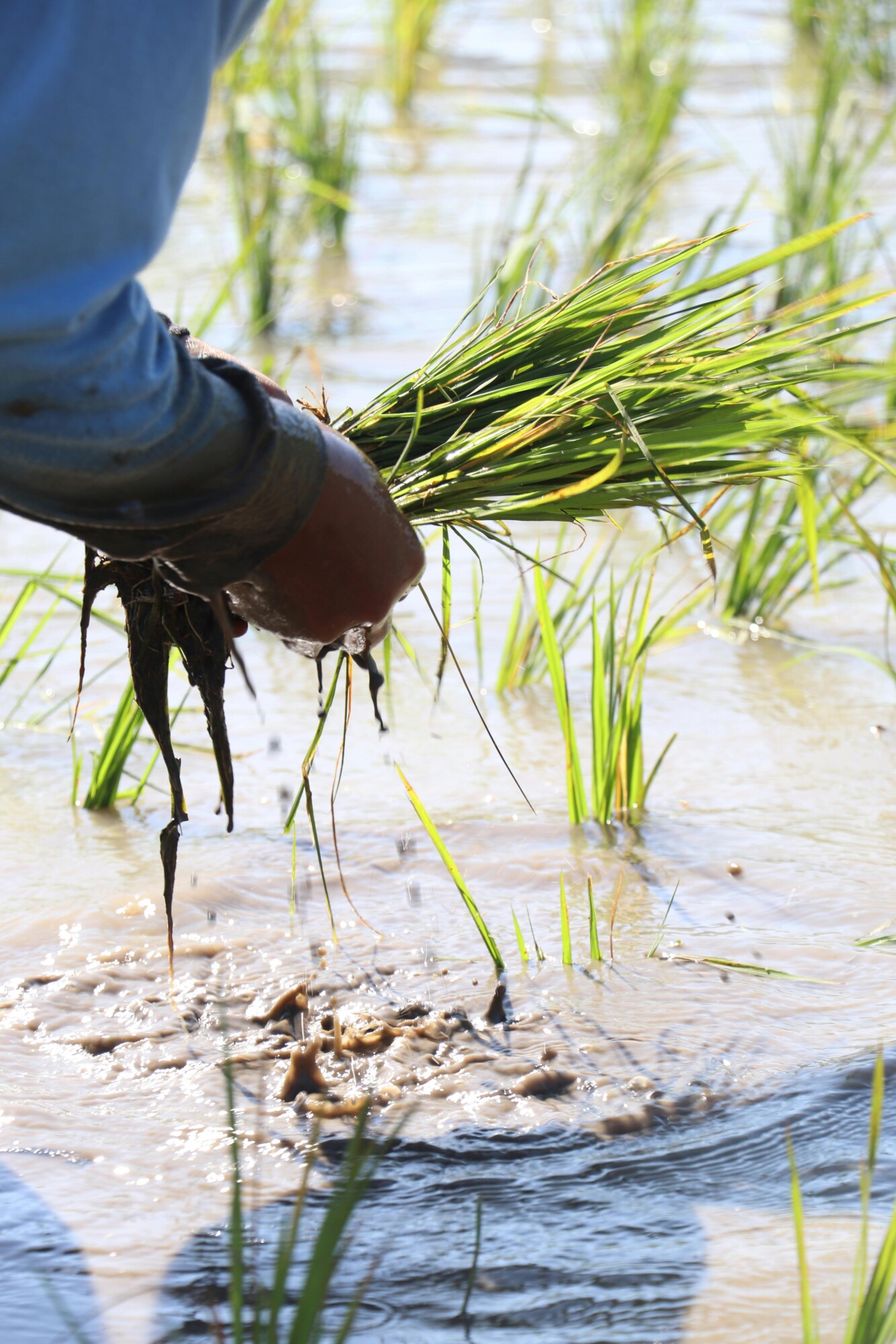 Cultivo del arroz